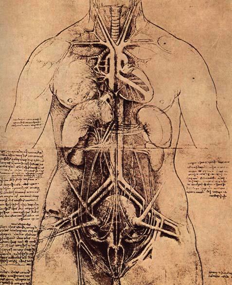 Bir Kadının Ana Organları ve Vasküler ve Urino-Genital Sistemleri, 1507