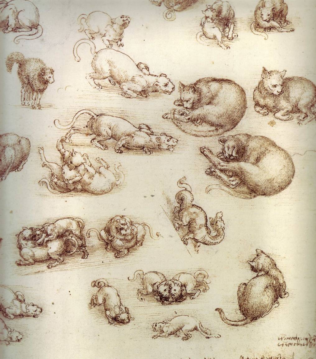 Kediler ve Diğer Hayvanlara Dair Çalışmalar, 1513