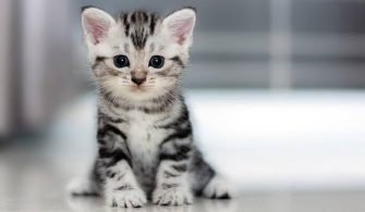 Katolik Vatikan ve Kedi Nefreti