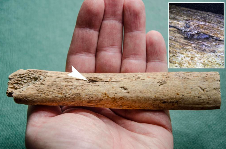 Paleolitik döneme ait içinde çakmak taşı parçası bulunan mamut kaburgası