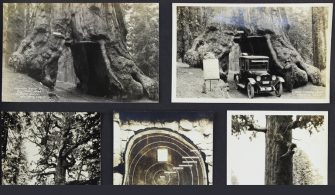 Dev Ağaçlar ve Oduncuların Eski Fotoğraflar