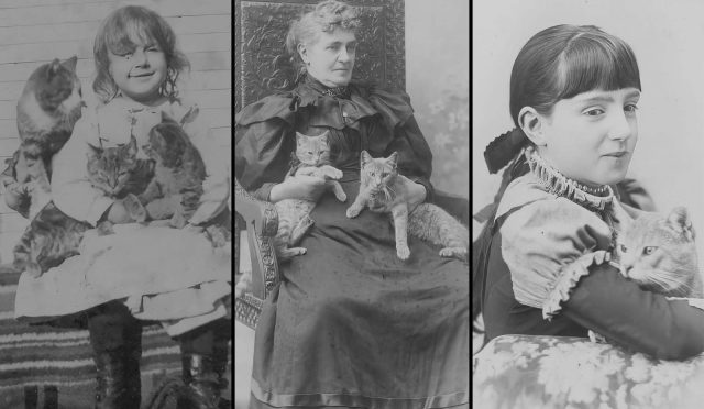 kedi-fotoğrafları-kapak